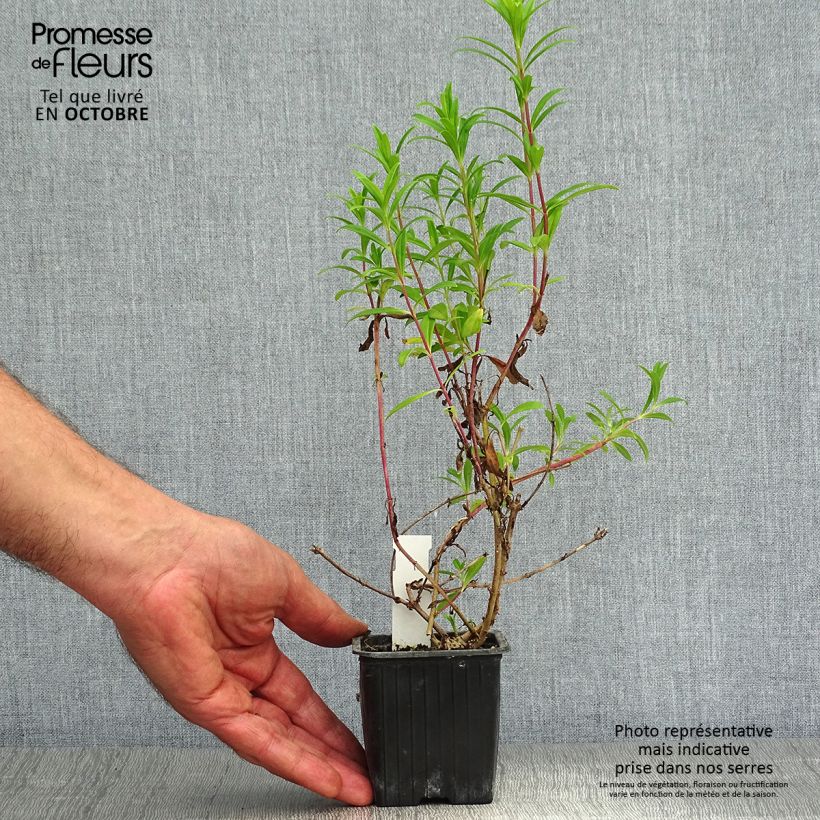 Esimerkki syksyllä toimitetusta Pipo Hewell Pink Bedder 8/9 cm taimiruukku-taimesta