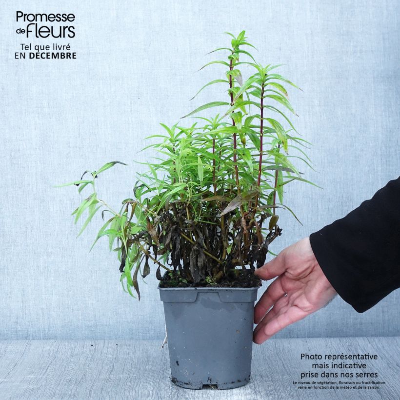 Esimerkki syksyllä toimitetusta Penstemon hybride Blackbird - Galane Pot de 2L/3L-taimesta