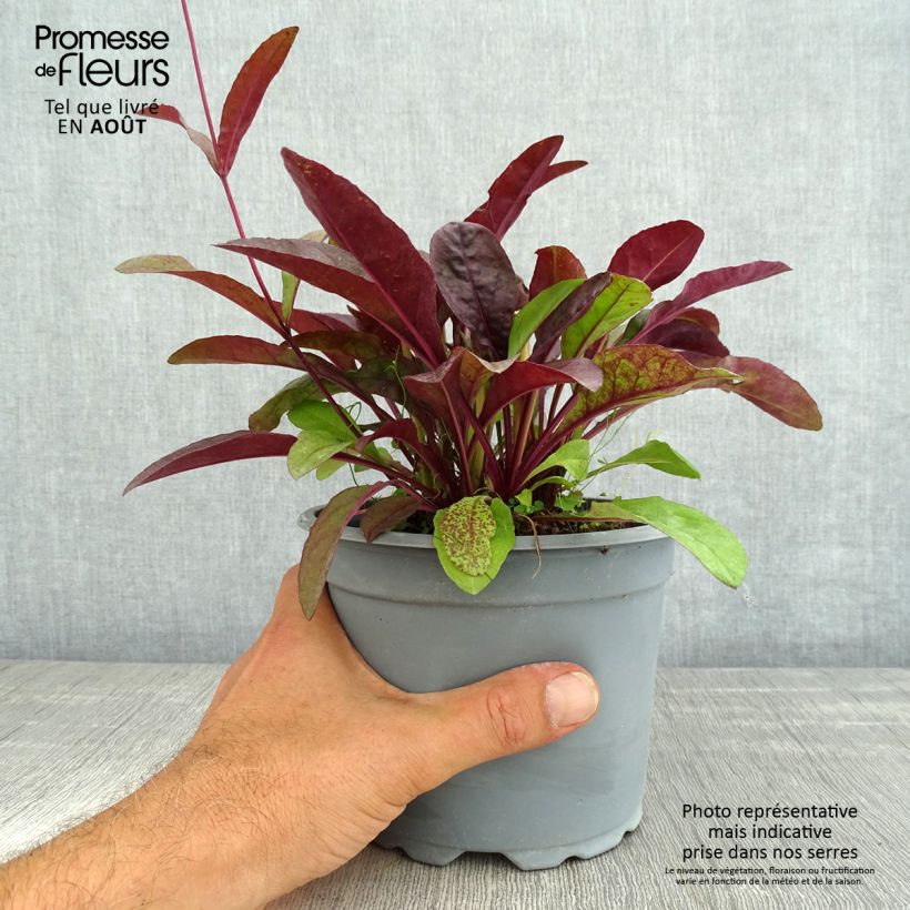 Esimerkki kesällä toimitetusta Täpläpipo Husker Red Pot de 2L/3L-taimesta