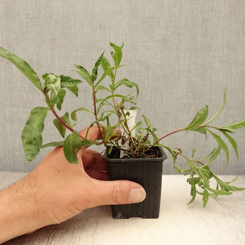Esimerkki kesällä toimitetusta Pipo Midnight Godet de 8/9 cm-taimesta