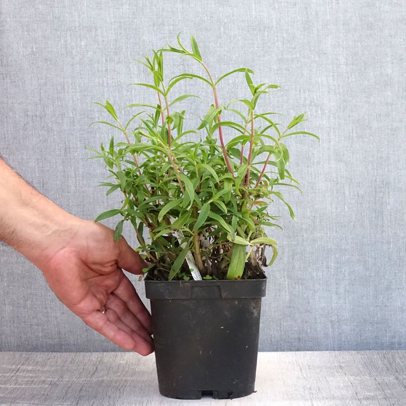 Esimerkki kesällä toimitetusta Pipo Schoenholzeri Pot de 2L/3L-taimesta
