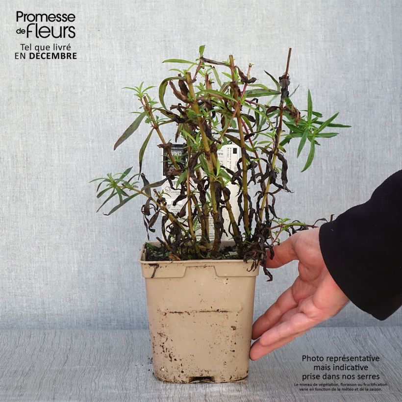 Esimerkki syksyllä toimitetusta Penstemon hybride Sour Grapes - Galane Pot de 2L/3L-taimesta