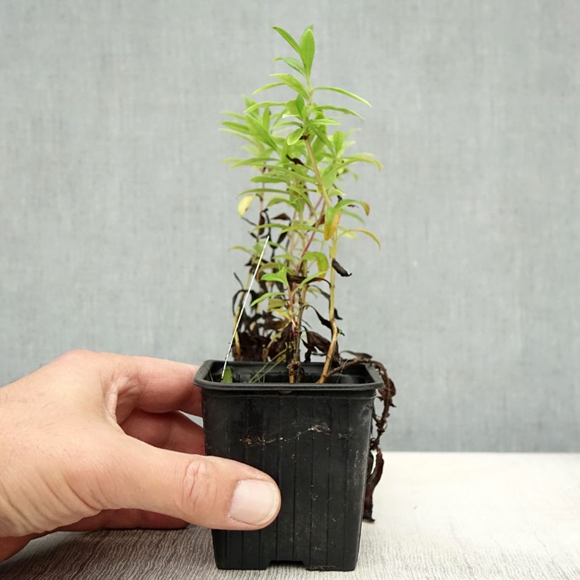 Esimerkki syksyllä toimitetusta Pipo Le Phare 8/9 cm taimiruukku-taimesta