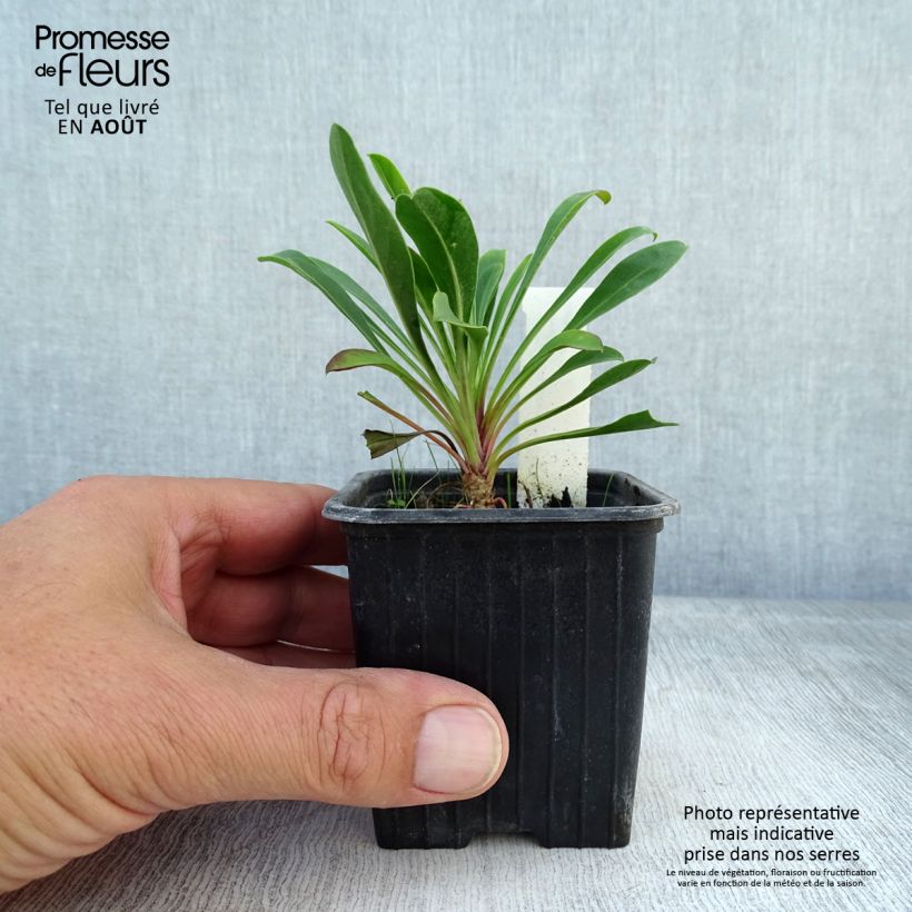 Esimerkki kesällä toimitetusta Pipo - Penstemon mensarum Godet de 8/9 cm-taimesta