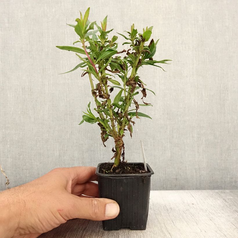 Esimerkki syksyllä toimitetusta Pipo Pensham Czar 8/9 cm taimiruukku-taimesta