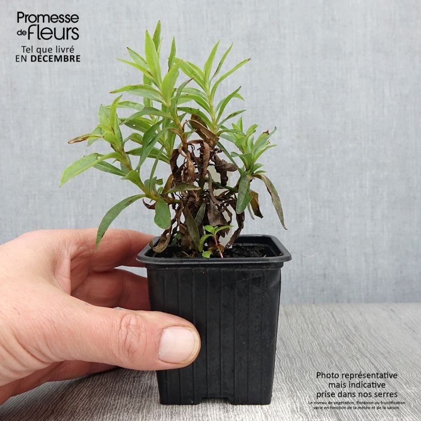 Esimerkki syksyllä toimitetusta Pipo Pensham Laura 8/9 cm taimiruukku-taimesta