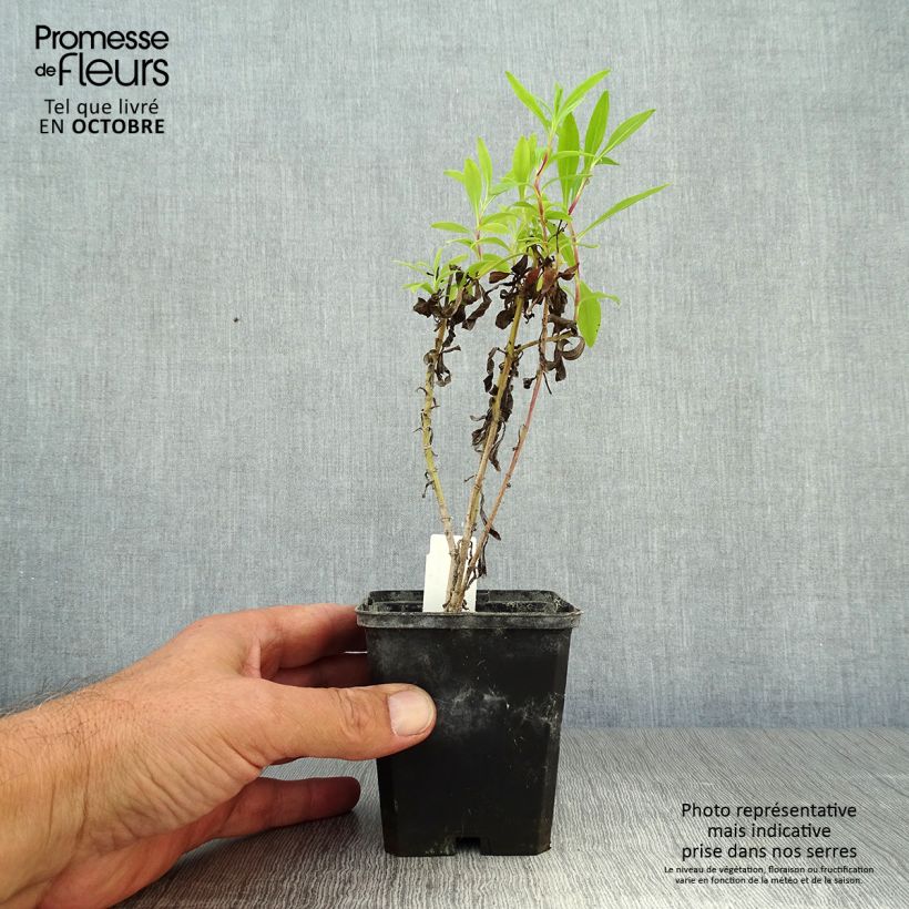 Esimerkki syksyllä toimitetusta Pipo Purple Passion 8/9 cm taimiruukku-taimesta