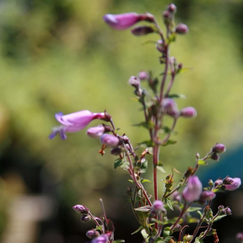 Carolinanpipo - Penstemon smallii (Kukinta)