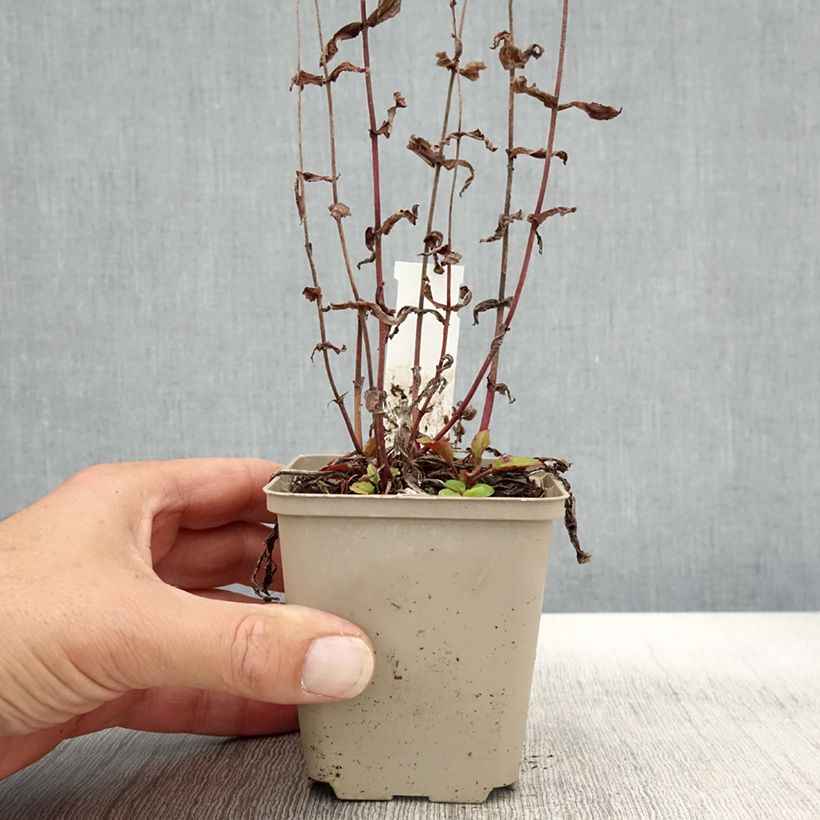 Esimerkki syksyllä toimitetusta Carolinanpipo - Penstemon smallii 8/9 cm taimiruukku-taimesta