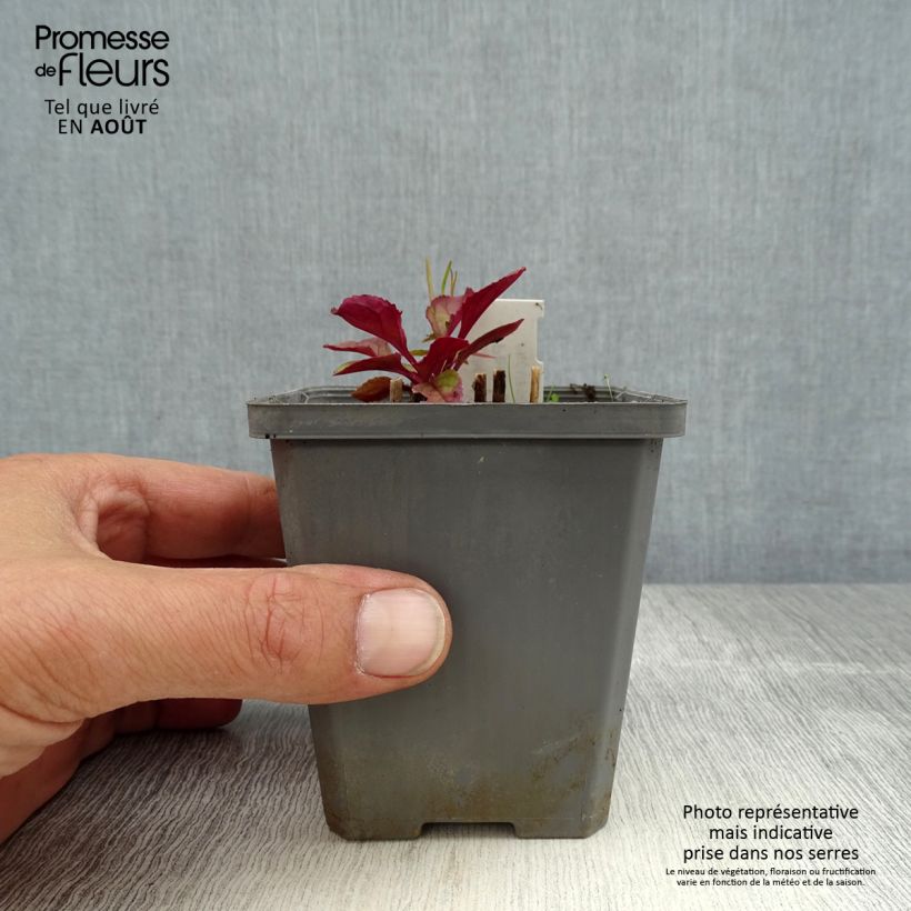 Esimerkki kesällä toimitetusta Carolinanpipo - Penstemon smallii Godet de 8/9 cm-taimesta