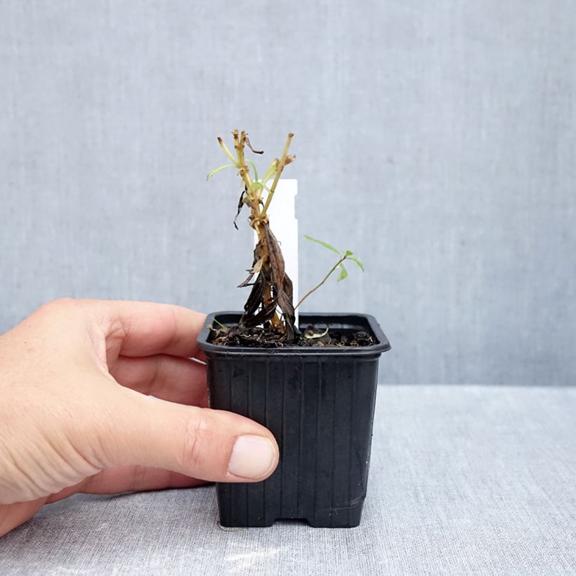 Esimerkki syksyllä toimitetusta Pipo Souvenir d'Adrien Régnier 8/9 cm taimiruukku-taimesta