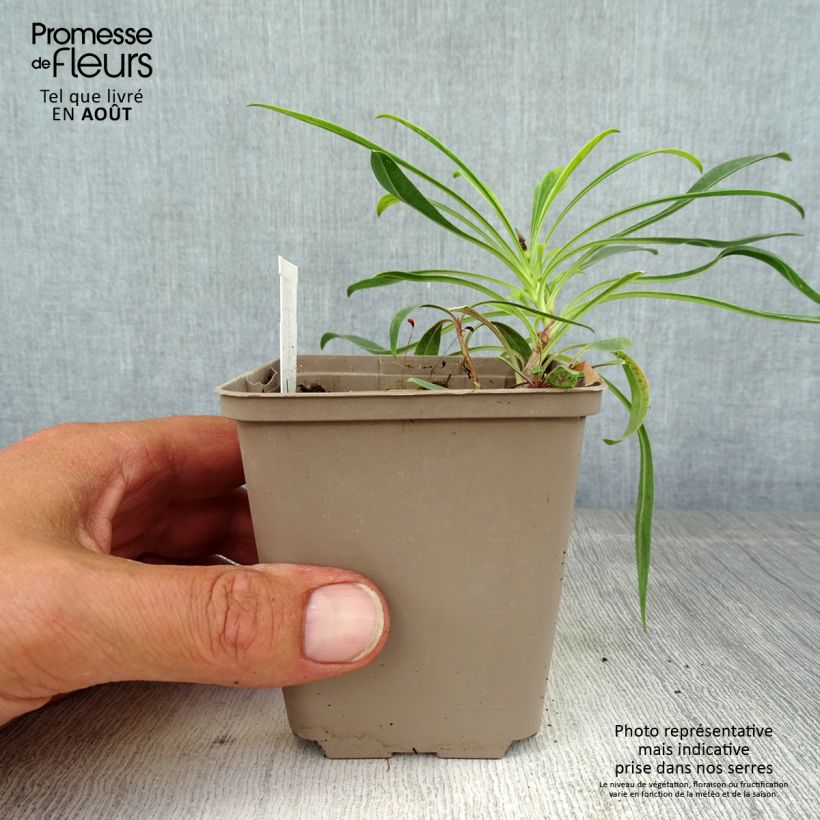 Esimerkki kesällä toimitetusta Pystypipo - Penstemon strictus Godet de 8/9 cm-taimesta