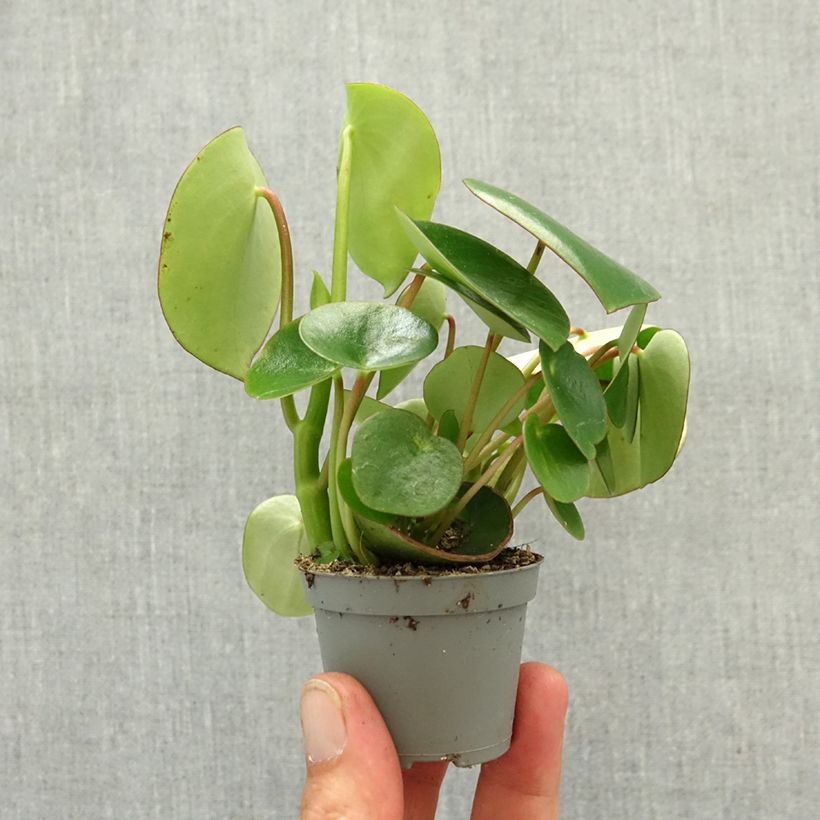 Esimerkki keväällä toimitetusta Peperomia arifolia Minikasvi-taimesta