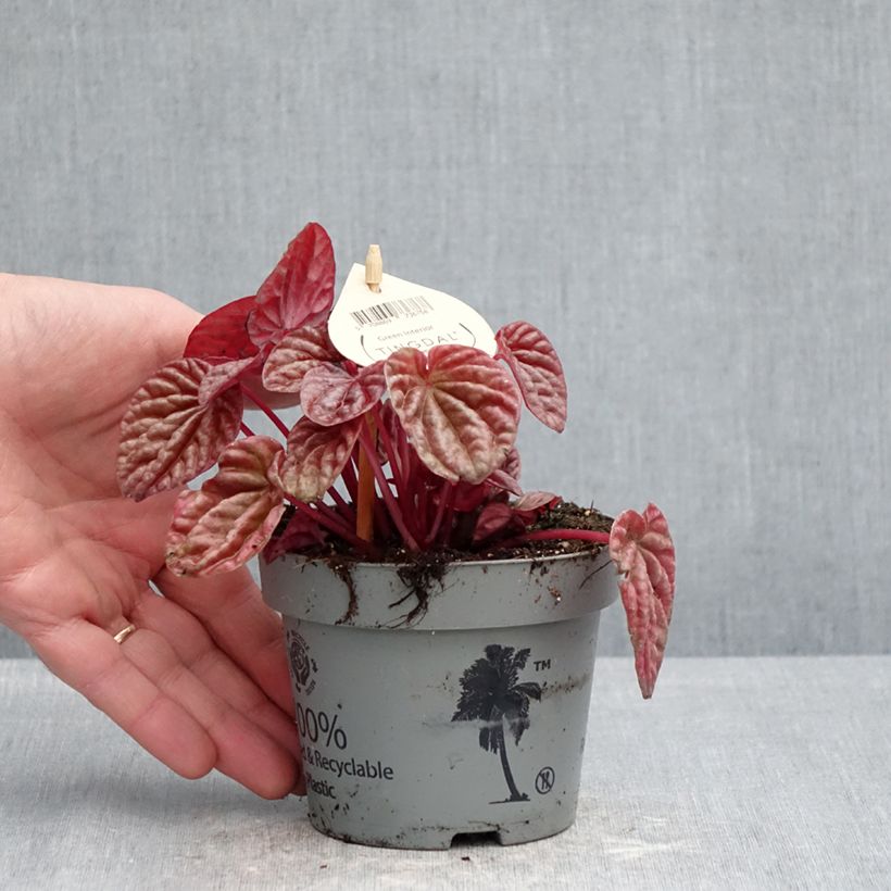 Esimerkki keväällä toimitetusta Uurremuori Quito 12 cm / 13 cm ruukku-taimesta