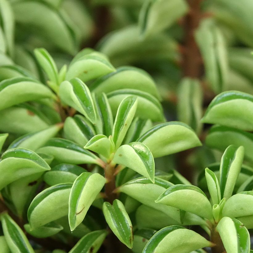 Peperomia dolabriformis Fire Sparks (Lehvistö)