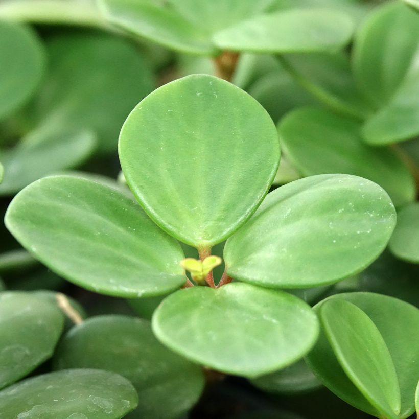 Peperomia Hope (Lehvistö)