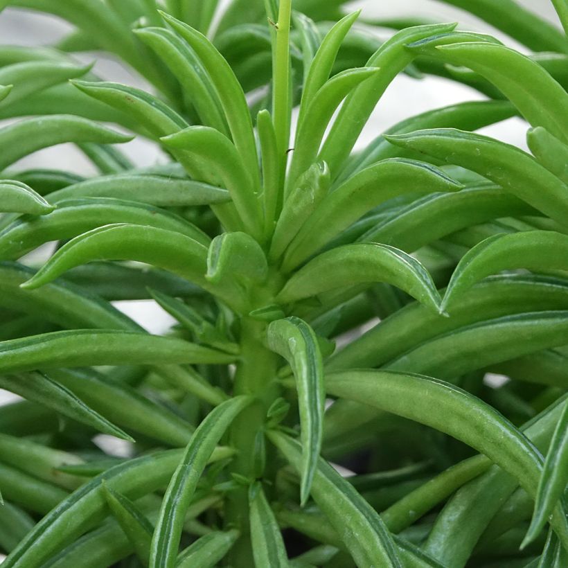 Peperomia ferreyrae Nevada (Lehvistö)