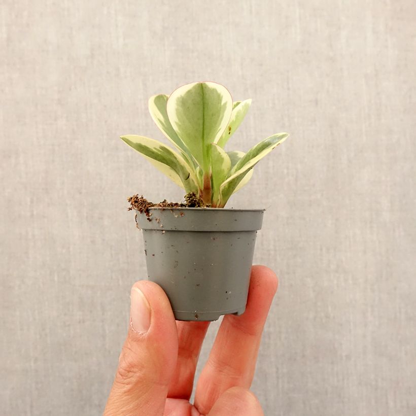 Esimerkki keväällä toimitetusta Peperomia obtusifolia Obtipan Bicolor Minikasvi-taimesta