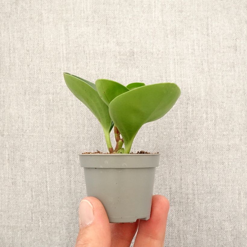 Esimerkki keväällä toimitetusta Peperomia obtusifolia Vihreä Minikasvi-taimesta