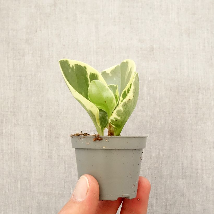 Esimerkki keväällä toimitetusta Peperomia obtusifolia USA Minikasvi-taimesta