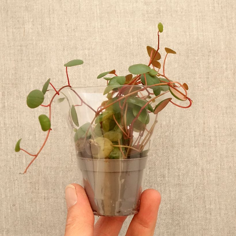 Esimerkki keväällä toimitetusta Peperomia Pepperspot Minikasvi-taimesta