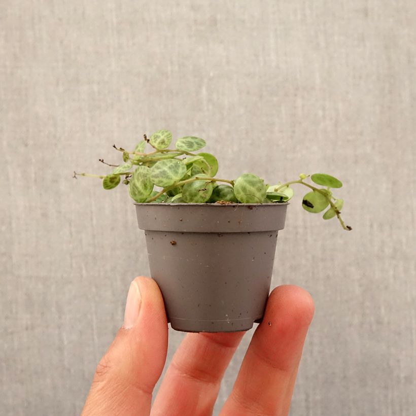 Esimerkki keväällä toimitetusta Muorinkukka - Peperomia prostrata Minikasvi-taimesta