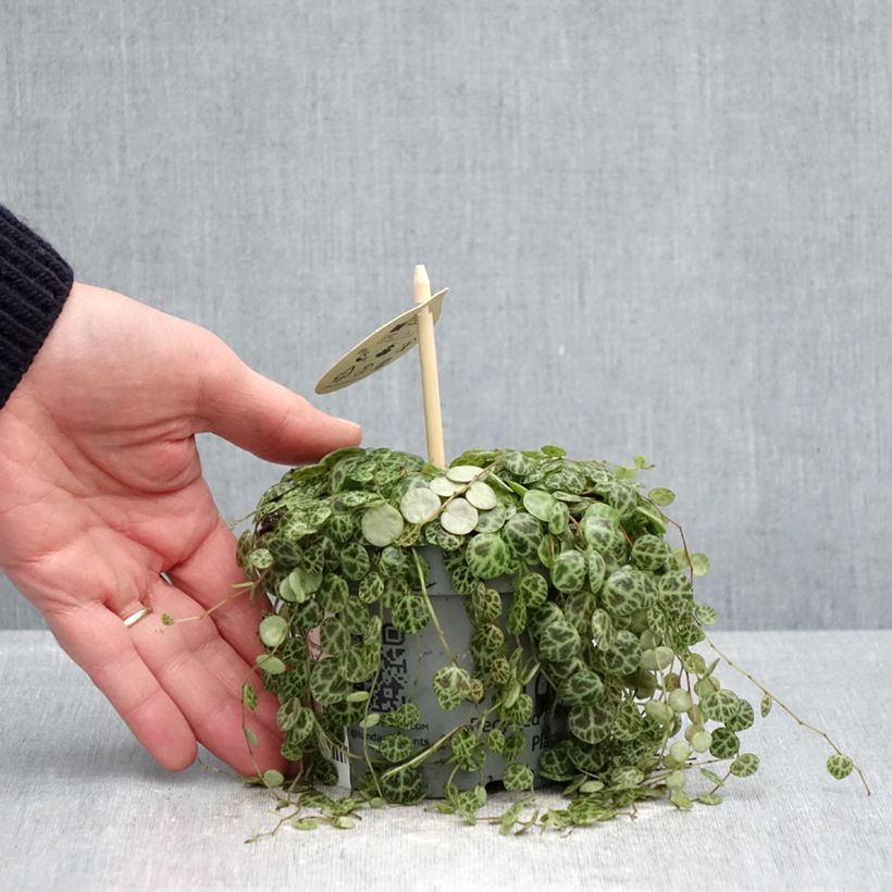 Esimerkki keväällä toimitetusta Muorinkukka - Peperomia prostrata 12 cm / 13 cm ruukku-taimesta