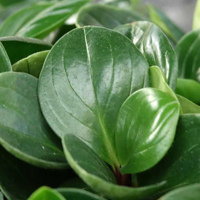 Peperomia obtusifolia Red Canyon (Lehvistö)