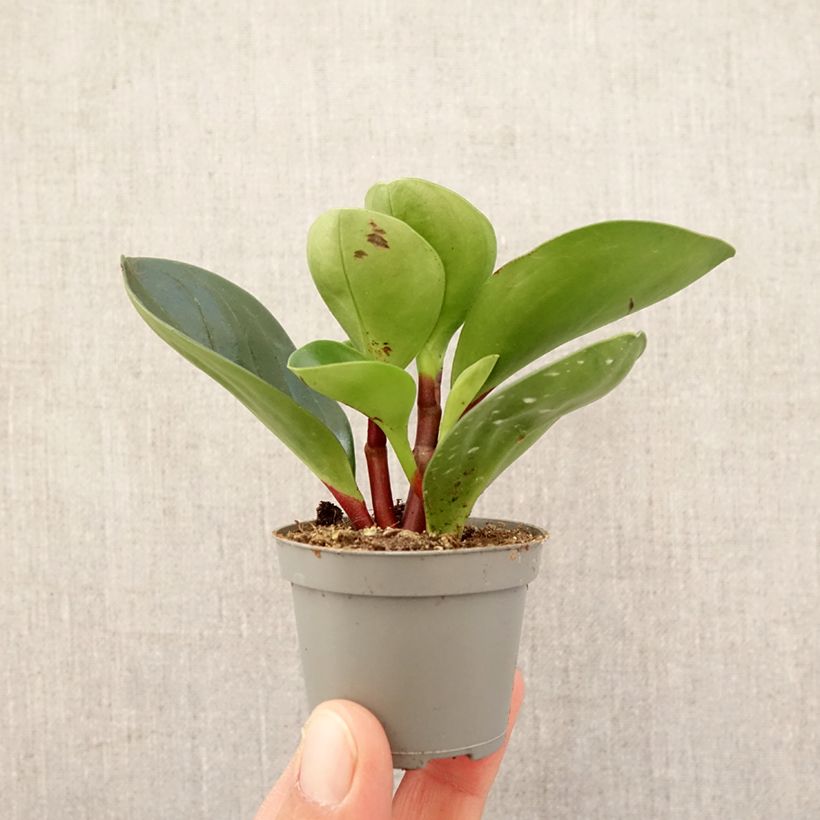 Esimerkki keväällä toimitetusta Peperomia obtusifolia Red Canyon Minikasvi-taimesta