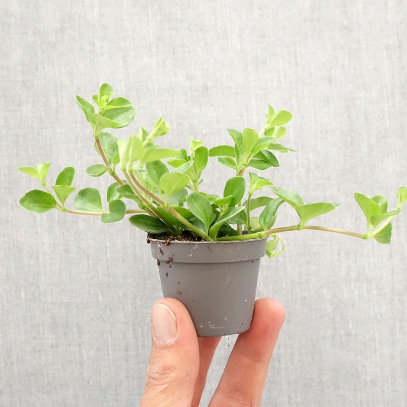 Esimerkki keväällä toimitetusta Pennimuori - Peperomia rotundifolia Minikasvi-taimesta