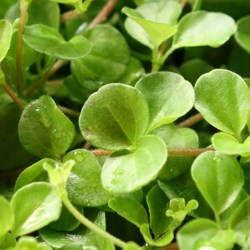 Pennimuori - Peperomia rotundifolia (Lehvistö)