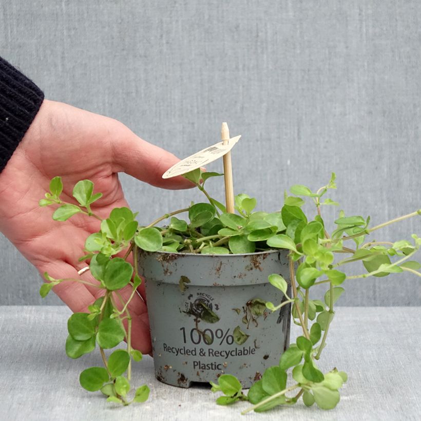 Esimerkki keväällä toimitetusta Pennimuori - Peperomia rotundifolia 12 cm / 13 cm ruukku-taimesta