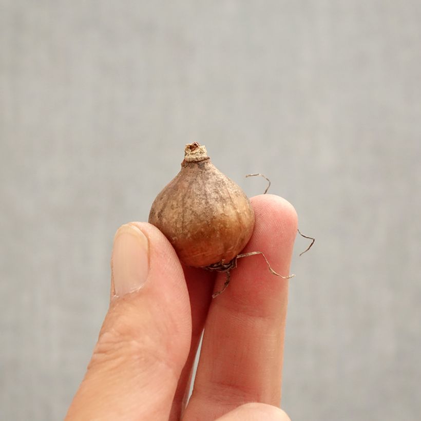 Esimerkki keväällä toimitetusta Puistolumikello Blewbury Tart Bulbe size 5+-taimesta