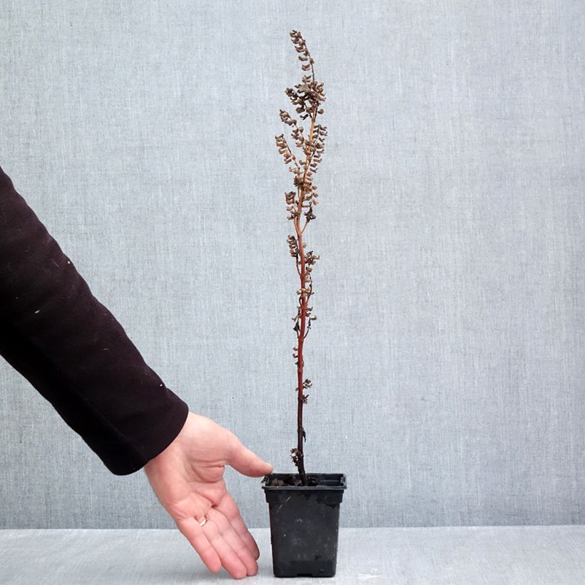 Esimerkki syksyllä toimitetusta Veripeippi - Perilla frutescens 7/8 cm taimiruukku-taimesta