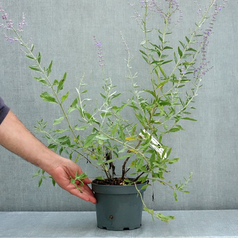 Esimerkki kesällä toimitetusta Keijunsalvia Blue Haze 3 litran/4 litran ruukku-taimesta