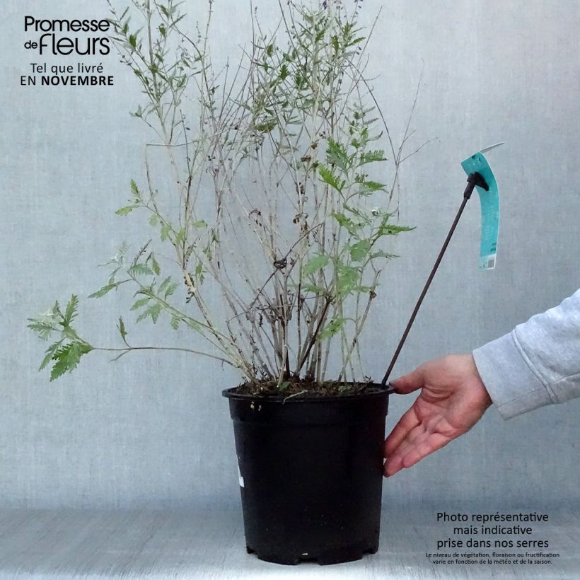 Esimerkki syksyllä toimitetusta Perovskia atriplicifolia Blue Spire - Sauge de Sibérie Pot de 4L/5L-taimesta