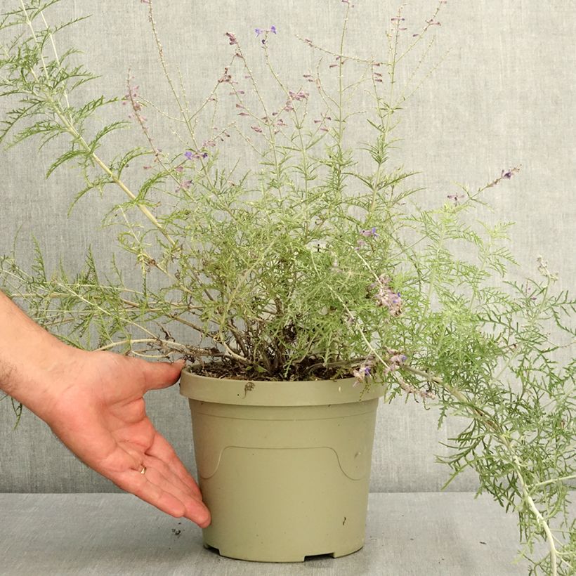 Esimerkki kesällä toimitetusta Salvia yangii Lafper Feathery Blue 3 litran/4 litran ruukku-taimesta