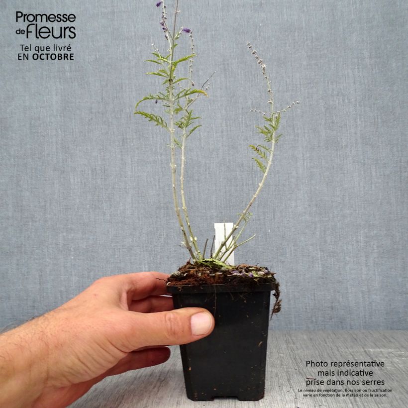 Esimerkki syksyllä toimitetusta Sulkapiiska Little Spire 8/9 cm taimiruukku-taimesta
