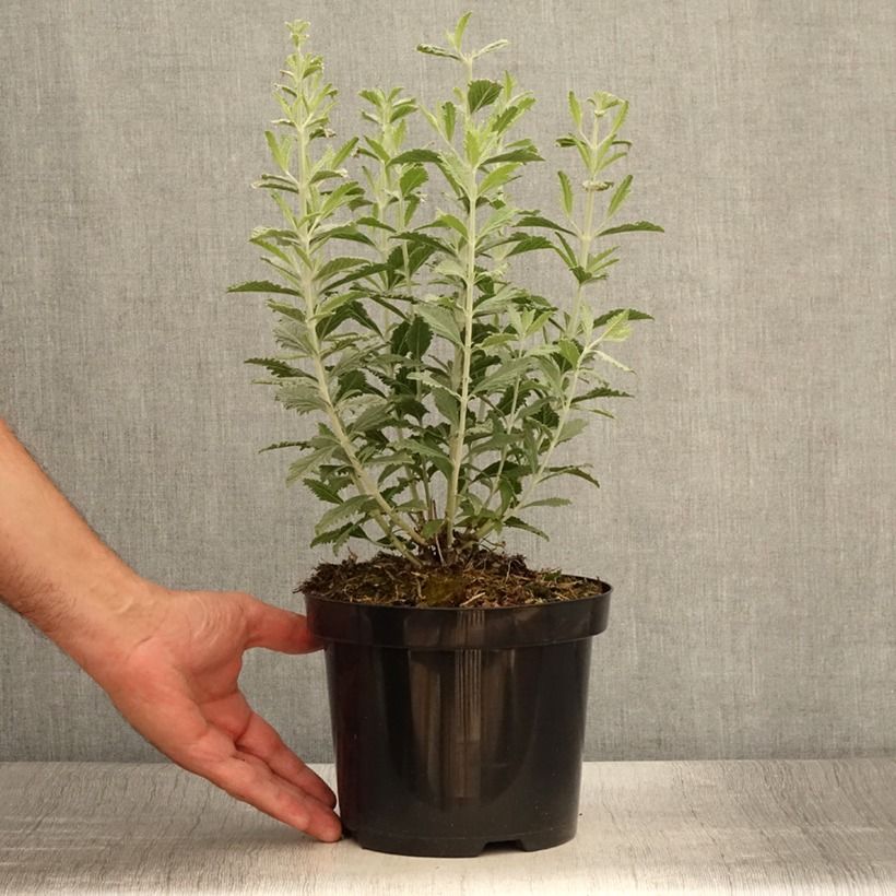 Esimerkki kesällä toimitetusta Sulkapiiska Silvery Blue Pot de 1,5L/2L-taimesta