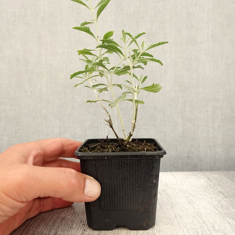 Esimerkki kesällä toimitetusta Sulkapiiska Silvery Blue Godet de 8/9 cm-taimesta