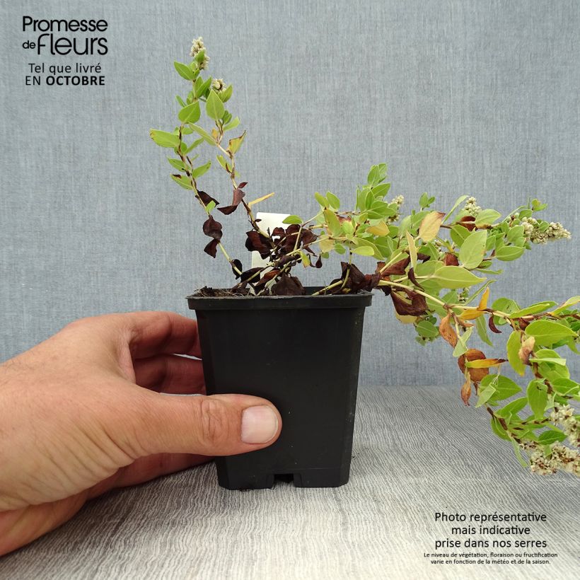 Esimerkki syksyllä toimitetusta Aconogonon tortuosum var. glabrifolium 8/9 cm taimiruukku-taimesta