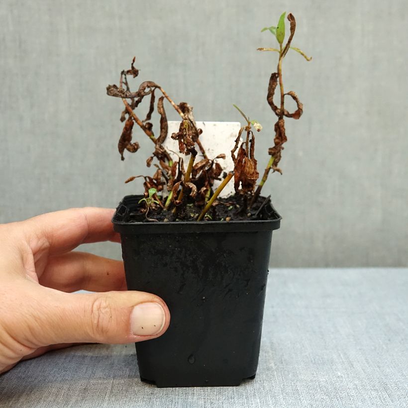 Esimerkki syksyllä toimitetusta Vesitatar - Persicaria amphibia 8/9 cm taimiruukku-taimesta