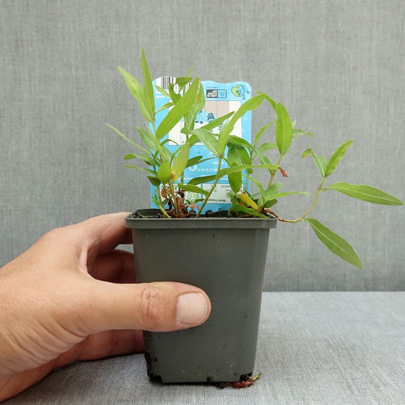 Esimerkki kesällä toimitetusta Vesitatar - Persicaria amphibia 8/9 cm taimiruukku-taimesta