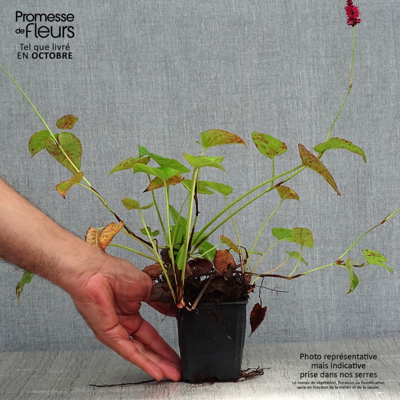 Esimerkki syksyllä toimitetusta Verikonnantatar Speciosa 8/9 cm taimiruukku-taimesta