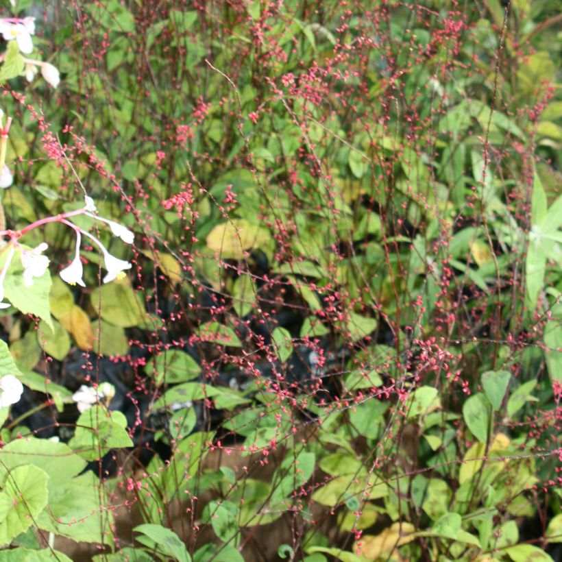 Tähkätatar var. filiformis (Kukinta)