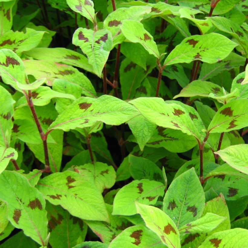 Tähkätatar var. filiformis (Lehvistö)