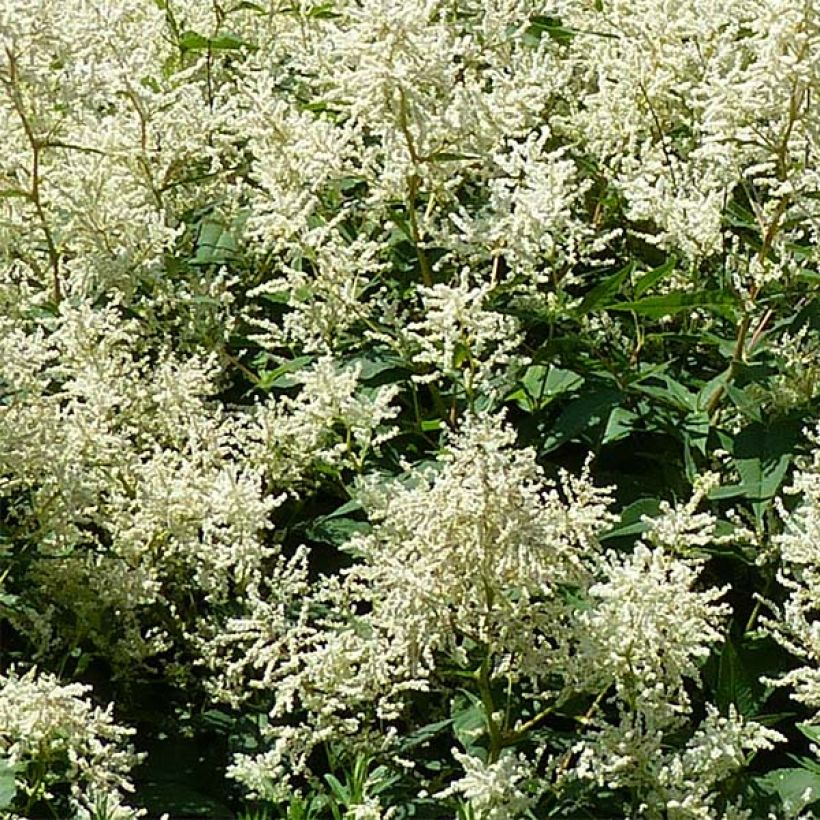 Ukontattare - Persicaria polymorpha (Kukinta)