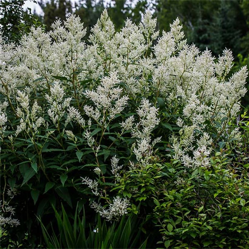 Ukontattare - Persicaria polymorpha (Kasvutapa)