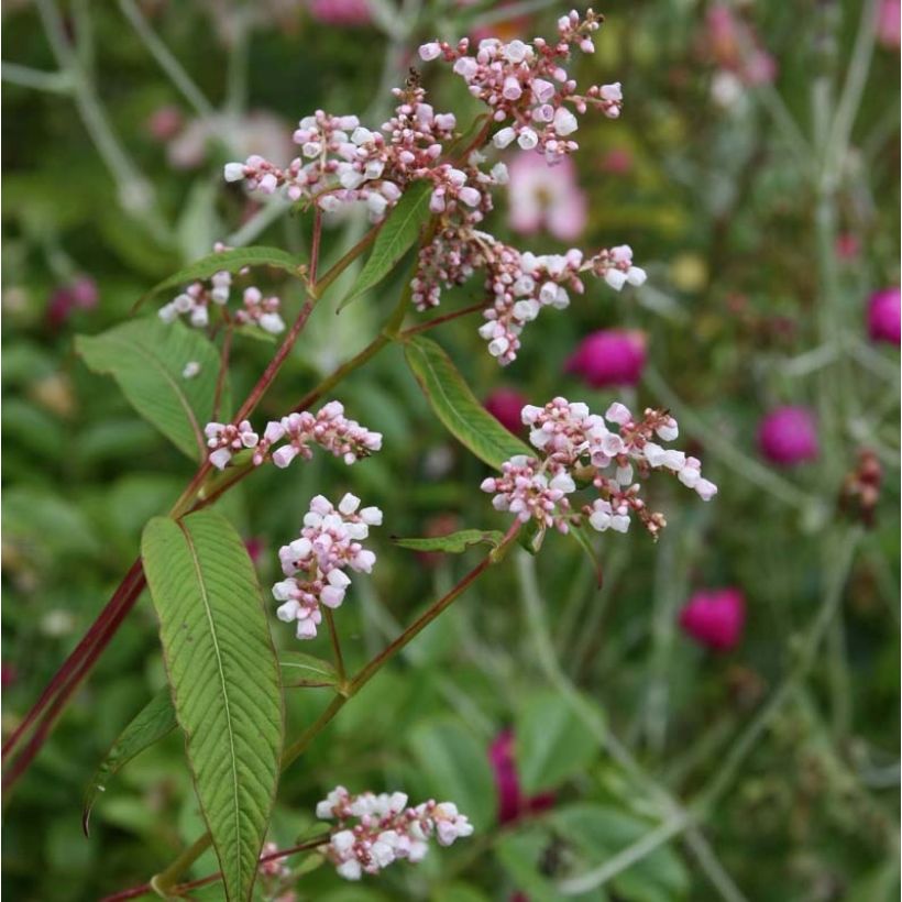 Ukontattare - Persicaria campanulata (Kukinta)