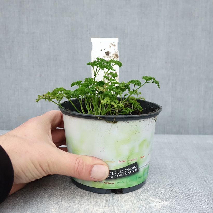 Esimerkki talvella toimitetusta Kähäräpersilja tummanvihreä luomu taimena 10 cm/11 cm ruukku-taimesta